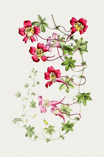 Hand drawn pink passion flower.  Original from Biodiversity Heritage Library. Digitally enhanced by rawpixel.