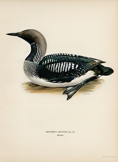 Black-throated loon (Colymbus Arcticus) illustrated by <a href="https://www.rawpixel.com/search/the%20von%20Wright%20brothers?">the von Wright brothers</a>. Digitally enhanced from our own 1929 folio version of Svenska F&aring;glar Efter Naturen Och Pa Sten Ritade.