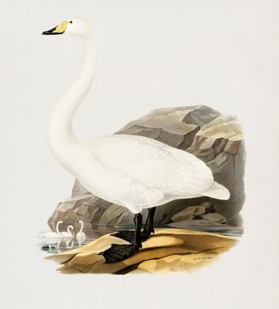 Whooper Swan (Cygnus cygnus) illustrated by <a href="https://www.rawpixel.com/search/the%20von%20Wright%20brothers?">the von Wright brothers</a>. Digitally enhanced from our own 1929 folio version of Svenska F&aring;glar Efter Naturen Och Pa Sten Ritade.