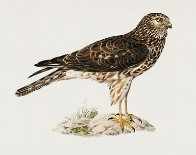 Hen Harrier female (Circus cyaneus) illustrated by <a href="https://www.rawpixel.com/search/the%20von%20Wright%20brothers?">the von Wright brothers</a>. Digitally enhanced from our own 1929 folio version of Svenska F&aring;glar Efter Naturen Och Pa Sten Ritade.