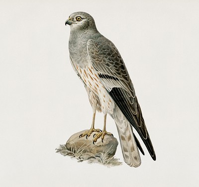 Montagu&#39;s Harrier male (Circus pygargus) illustrated by <a href="https://www.rawpixel.com/search/the%20von%20Wright%20brothers?">the von Wright brothers</a>. Digitally enhanced from our own 1929 folio version of Svenska F&aring;glar Efter Naturen Och Pa Sten Ritade.