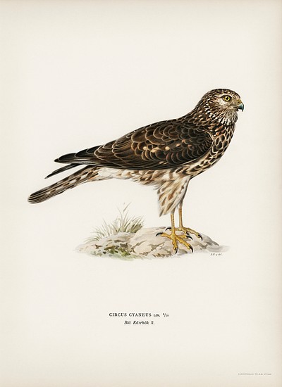 Hen Harrier female (Circus cyaneus) illustrated by <a href="https://www.rawpixel.com/search/the%20von%20Wright%20brothers?">the von Wright brothers</a>. Digitally enhanced from our own 1929 folio version of Svenska F&aring;glar Efter Naturen Och Pa Sten Ritade.