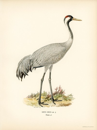 Common Crane (Grus Grus) illustrated | Free Photo Illustration - rawpixel