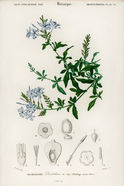 Plumbago Capensis illustrated by <a href="https://www.rawpixel.com/search/Charles%20Dessalines%20D%27%20Orbigny?sort=curated&amp;page=1">Charles Dessalines D&#39; Orbigny</a> (1806-1876). Digitally enhanced from our own 1892 edition of Dictionnaire Universel D&#39;histoire Naturelle.