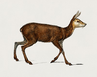 Hand drawn png musk deer, | Premium PNG Sticker - rawpixel