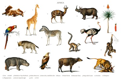 Different types of animals illustrated | Premium Photo - rawpixel