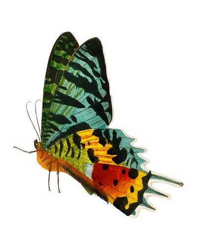 Madagascan Sunset Moth (Urania Riphaeus) illustrated by <a href="https://www.rawpixel.com/search/Charles%20Dessalines%20D%27%20Orbigny?&amp;page=1">Charles Dessalines D&#39; Orbigny</a> (1806-1876). Digitally enhanced from our own 1892 edition of Dictionnaire Universel D&#39;histoire Naturelle.