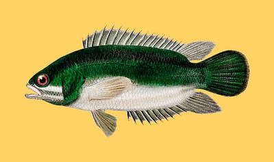 Climbing perch (Anabas testudineus) illustrated | Premium Vector ...