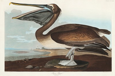 Brown Pelican Birds America (1827) | Free Photo Illustration - rawpixel