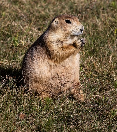 A fat and sassy prairie | Free Photo - rawpixel