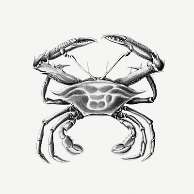 Vintage crab marine life illustration | Free Photo Illustration - rawpixel