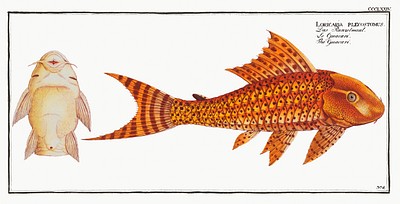 Guacari (Loricaria plecostomus) from Ichtylogie, ou Histoire naturelle: g&eacute;nerale et particuli&eacute;re des poissons (1785&ndash;1797) by <a href="http://www.rawpixel.com/search/Marcus%20Elieser%20Bloch?sort=curated&amp;page=1">Marcus Elieser Bloch</a>. Original from New York Public Library. Digitally enhanced by rawpixel.