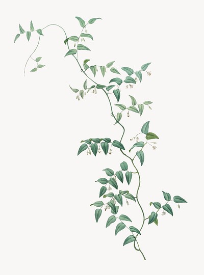 Bridal creeper plant png illustration | Free PNG - rawpixel