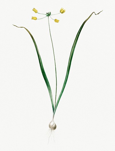 Image of Allium scorzonera plant