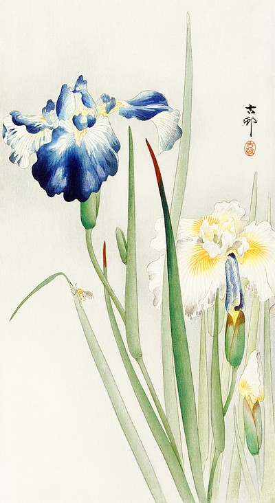 Irises (1900 - 1936) Ohara | Free Photo Illustration - rawpixel