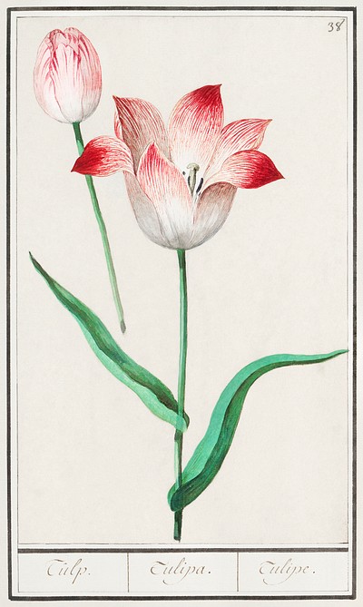 Tulip, Tulipa (1596–1610) by Anselmus | Free Photo Illustration - rawpixel