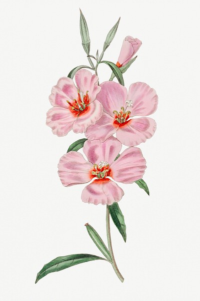 Handzeichnung Dekorative Fliesenrahmen Klassische Blumenornament Stock  Vektor Art und mehr Bilder von Blume - iStock