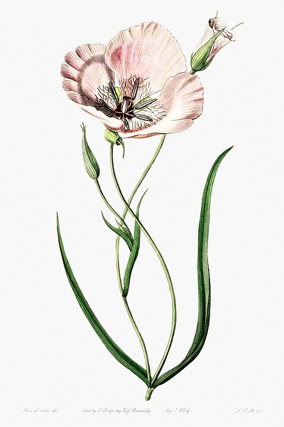 atiny calochortus Edwards’s Botanical Register | Free Photo ...