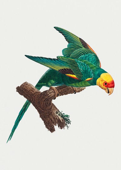 The Yellow-Crowned Parakeet illustration