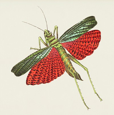 Triple-spined Locust illustration from The Naturalist&#39;s Miscellany (1789-1813) by George Shaw (1751-1813)