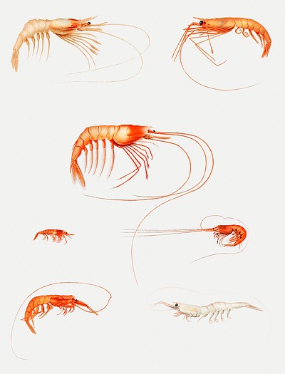 Shrimp varieties set illustration