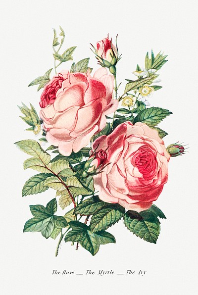 Rose, Myrtle and Ivy Language | Free Photo Illustration - rawpixel