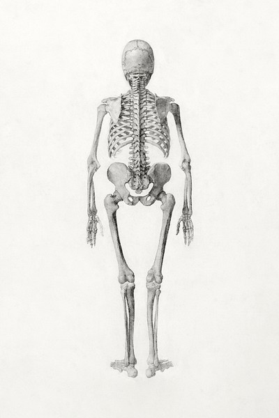 Bone And Joint Of Human Skeleton Sketch Set Stock Illustration - Download  Image Now - Anatomy, Arm, Leg - iStock