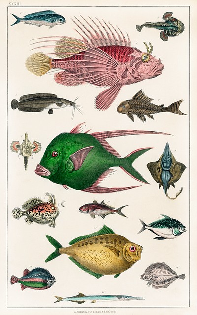 Collection various fishes. Digitally enhanced | Free Photo Illustration ...