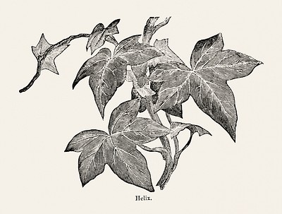 Helix Ivy, Monograph (1872). Digitally | Free Photo Illustration - rawpixel