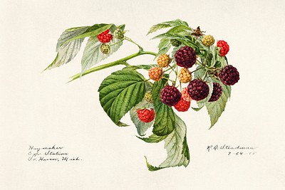 Purple Raspberry (Rubus Xneglectus) (1918) by Royal Charles Steadman. Original from U.S. Department of Agriculture Pomological Watercolor Collection. Rare and Special Collections, National Agricultural Library. Digitally enhanced by rawpixel.