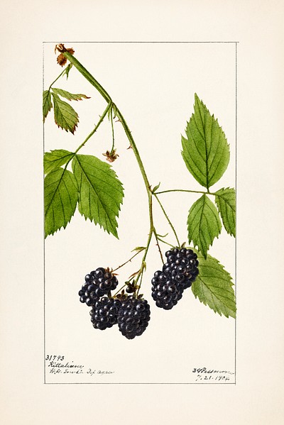 Blackberries (Rubus subg. Rubus Watson) | Free Photo Illustration ...