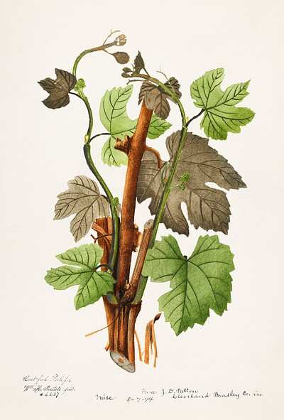 Vintage grapevines illustration. Original from U.S. Department of Agriculture Pomological Watercolor Collection. Rare and Special Collections, National Agricultural Library. Digitally enhanced by rawpixel.