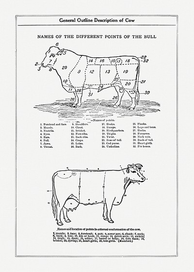 Vintage cow anatomy drawing. Digitally | Free Photo Illustration - rawpixel