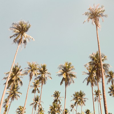 Palm trees in the summer | Premium Photo - rawpixel