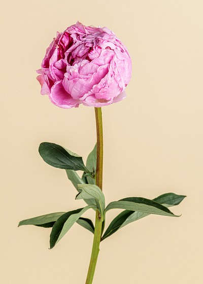 Pink peony flower with leaves | Premium Photo - rawpixel