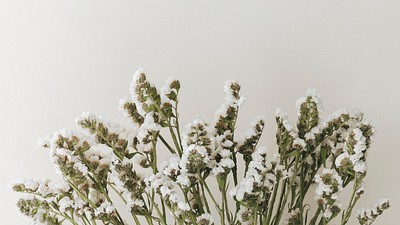 Blooming white statice flower gray | Premium Photo - rawpixel
