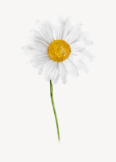 Watercolor white daisy, flower sticker vector