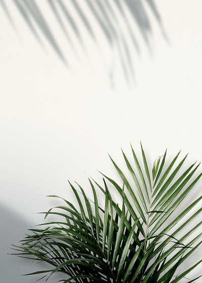 Areca palm shadows on a white | Premium Photo - rawpixel