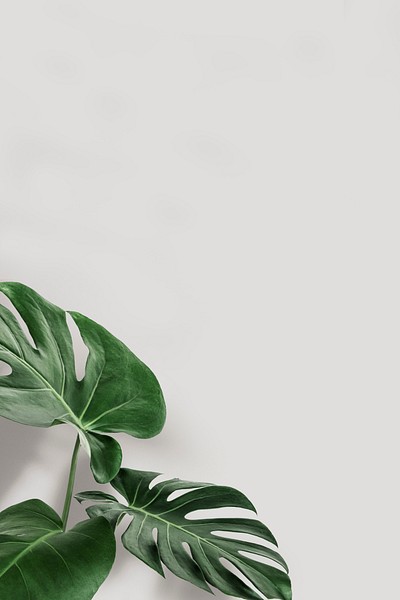 Green monstera leaves copy space | Premium PSD - rawpixel