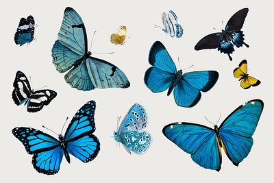 Vintage Common Blue butterflies illustration | Premium PSD - rawpixel