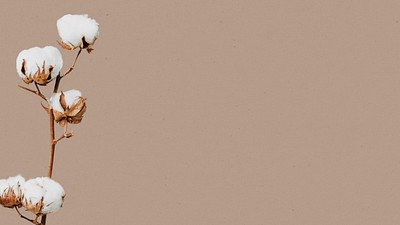 Cotton flower background and design | Free Photo - rawpixel