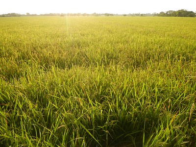 Paddy fields and grasslands (Barangay | Free Photo - rawpixel