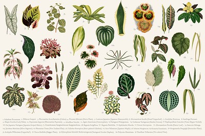 Collection leaves found Shirley Hibberd's | Premium Vector - rawpixel