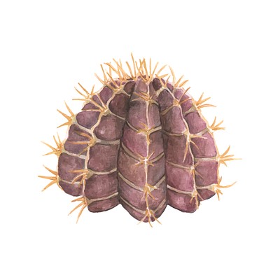 Hand drawn gymnocalycium stenopleurum cactus