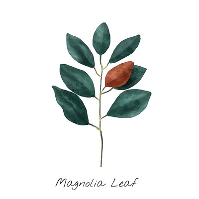 Illustration Magnolia leaf isolated white | Premium Vector Illustration ...