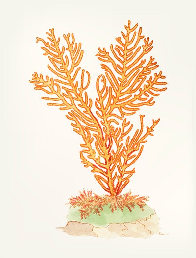 Vintage illustration of gorgonian fan coral