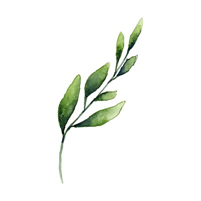 Hand drawn olive branch watercolor | Premium Vector - rawpixel