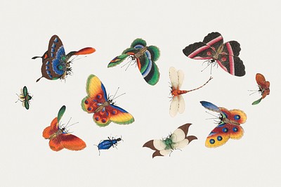 Chinese butterfly and insect painting | Free Photo Illustration - rawpixel