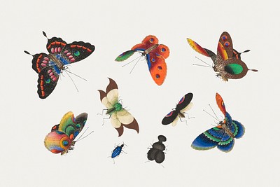 Chinese butterfly and insect painting | Free Photo Illustration - rawpixel