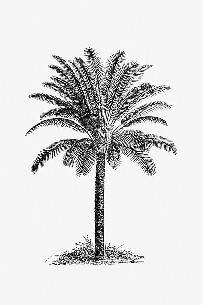 Coconut Palm Tree Sketch Stock Photos and Images - 123RF